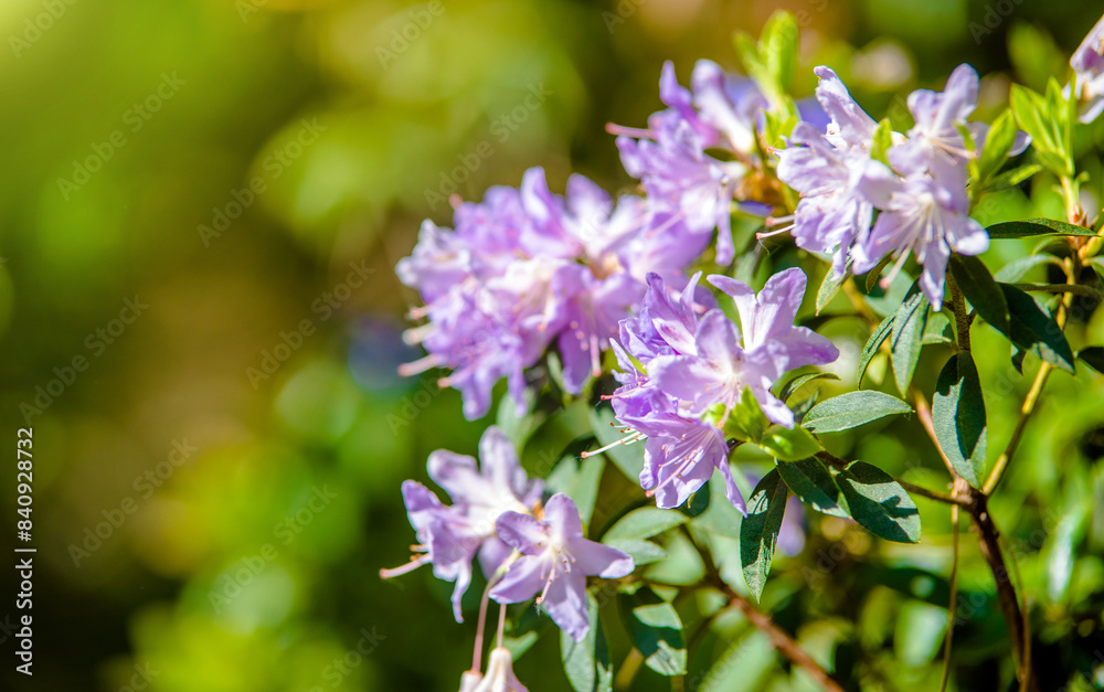 violet rhododendron blooms in the Botanical garden
violet rhododendron blooms in the Botanical garden