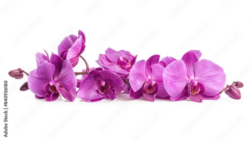 Magenta Orchids Alone on a White Background Magenta Orchids Alone on a White Background