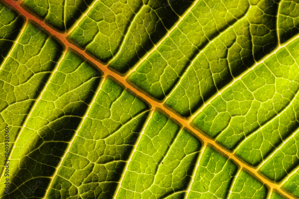 vista macro molto ravvicinata dei particolari di una grande foglia verde, illuminata di lato vista macro molto ravvicinata dei particolari di una grande foglia verde, illuminata di lato