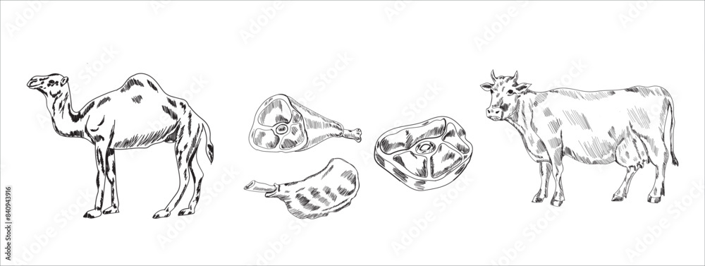 Meat parts of the cow,calf,camel. Eid al adha sacrifice, meat vectors