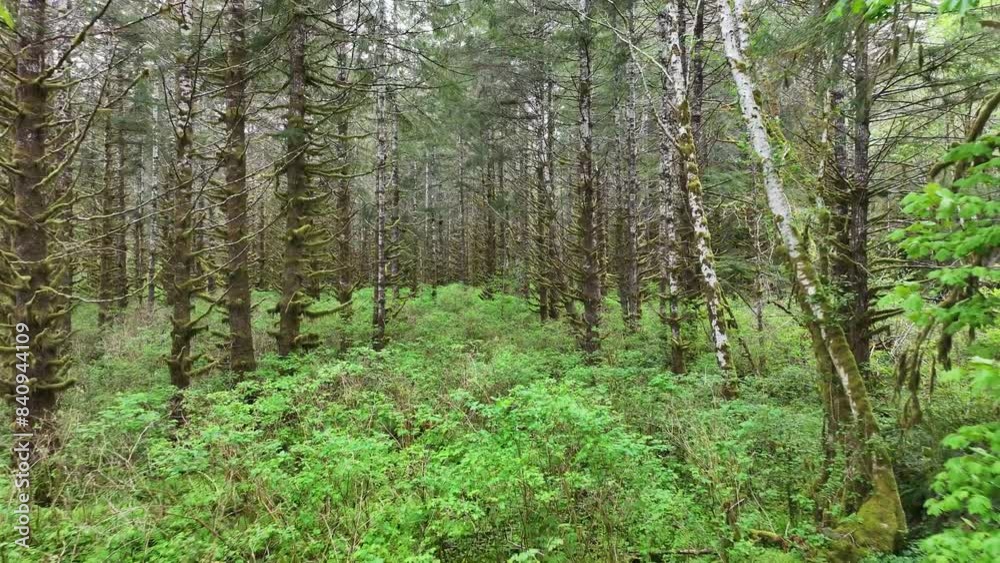 FPV flying through ancient mossy forest FPV flying through ancient mossy forest