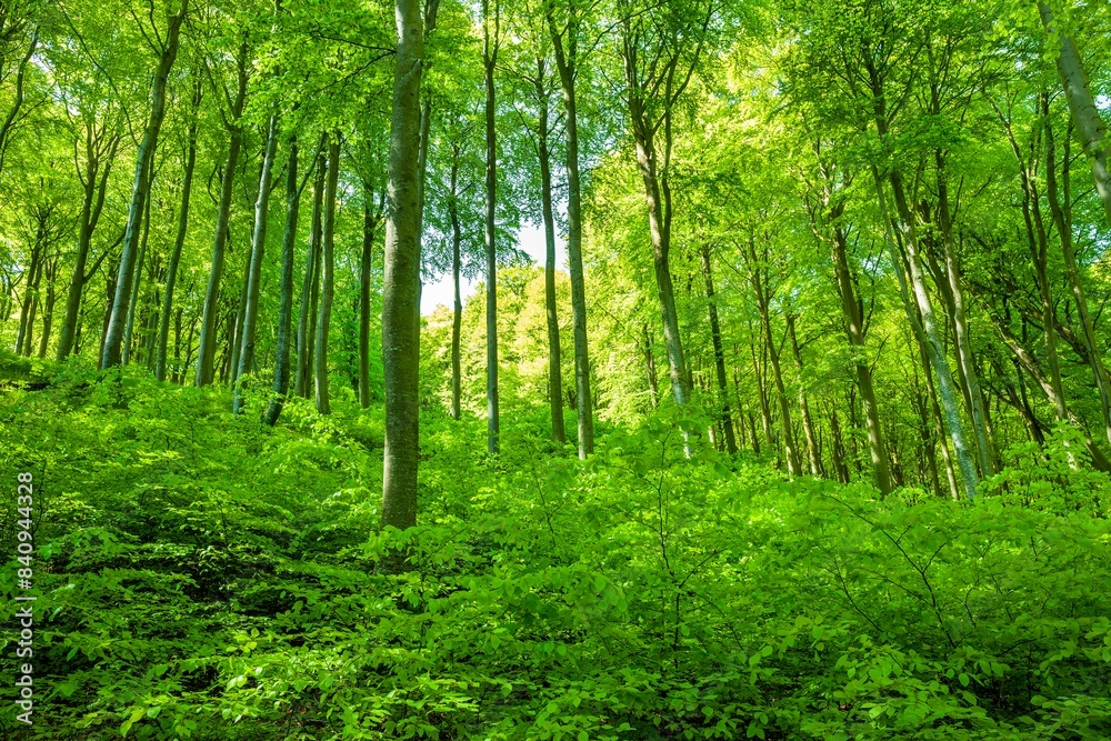 Common beeches forest (Fagus sylvatica), natural rejuvenation, Jasmund National Park, Ruegen, Mecklenburg-Western Pomerania, Germany, Europe Common beeches forest (Fagus sylvatica), natural rejuvenation, Jasmund National Park, Ruegen, Mecklenburg-Western Pomerania, Germany, Europe
