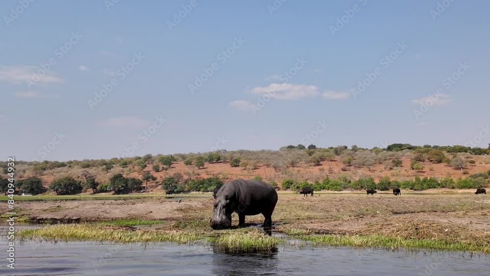 Hippopotamus In River At Chobe National Park In Kasane Botswana. African Animals Landscape. Wildlife Scenery. Chobe National Park At Kasane Botswana. Big Five Animals. Wild Background.