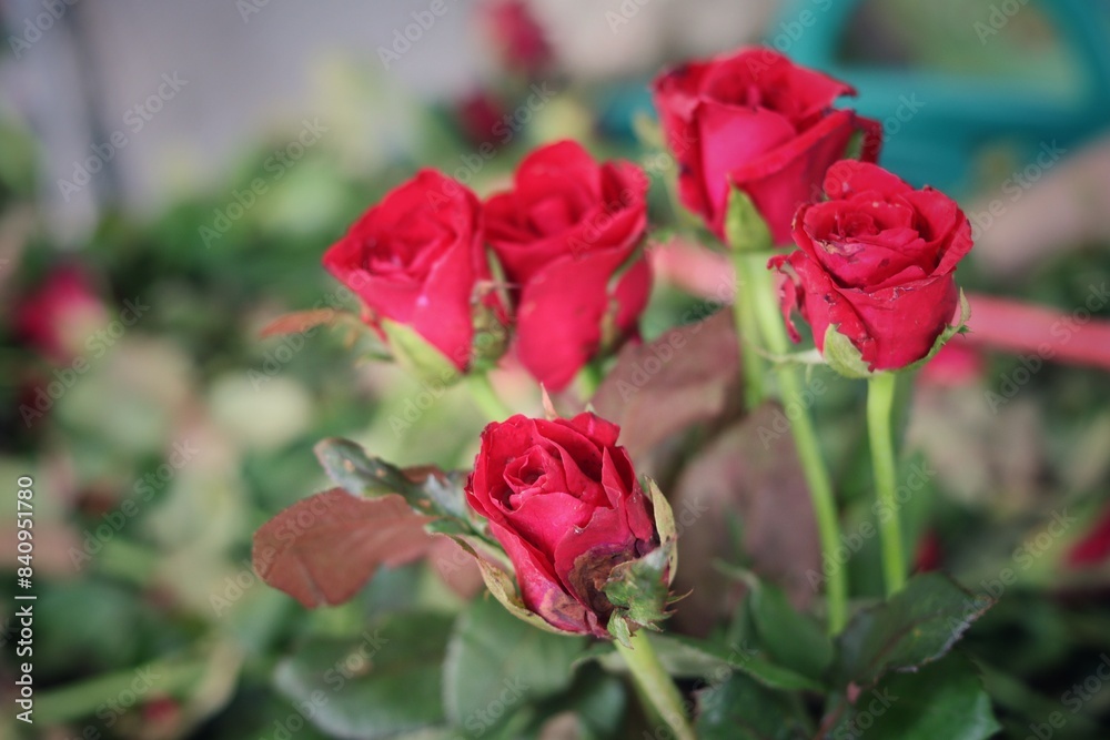 Beautiful of rose flower and leaves Beautiful of rose flower and leaves