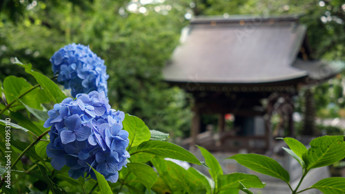 紫陽花が咲く古寺