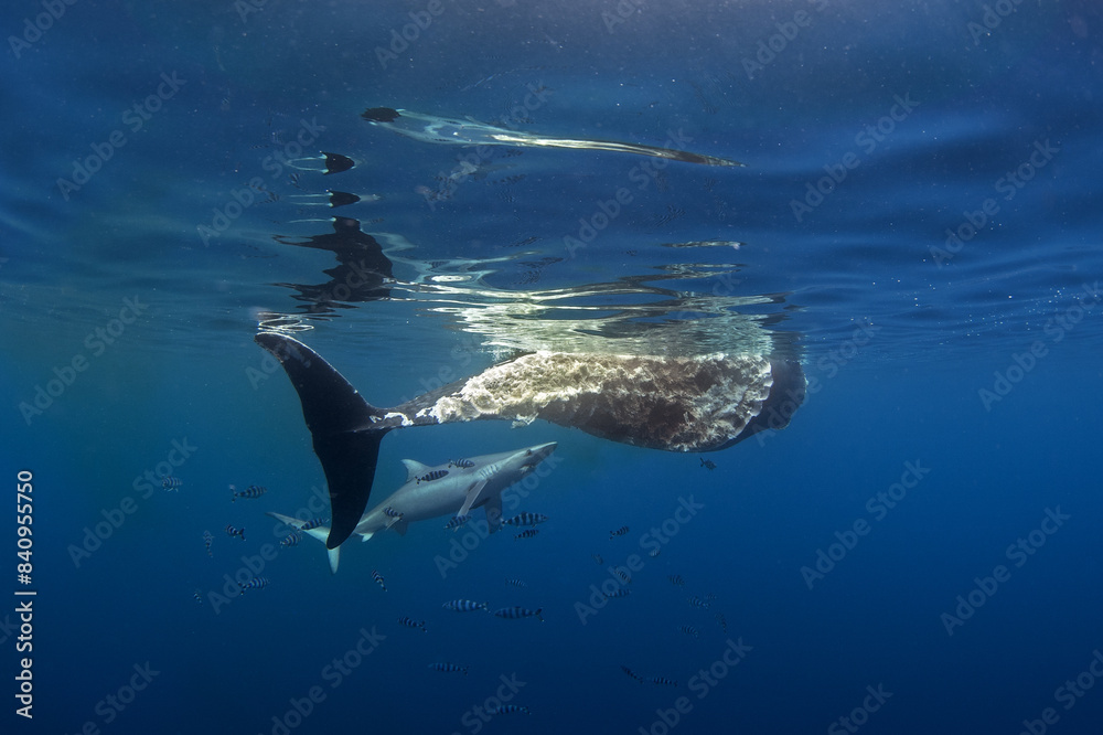 Fototapeta premium Blue shark are feeding on the death whale. Sharks around the whale's carcass. Natural behavior in ocean. Marine life around the Azores islands.