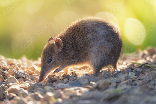 Portrait of a wild southern brown bandicoot (Isoodon obesulus) with warm backlighting