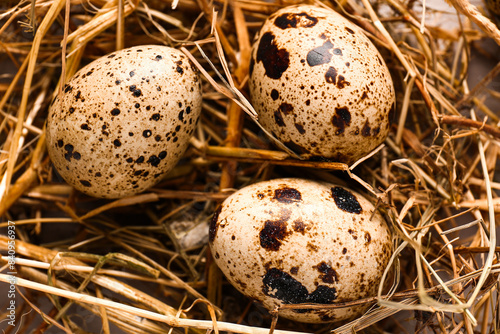 Nest with fresh quail eggs, closeup