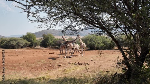 Safari Skyline At Rustenburg In North West South Africa. African Animals Landscape. Pilanesberg National Park. Rustenburg At North West South Africa. Big Five Animals. Wildlife Safari.