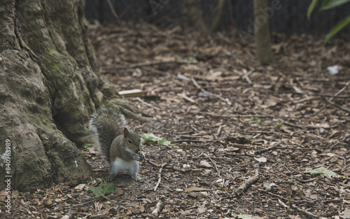 squirrel in the forest