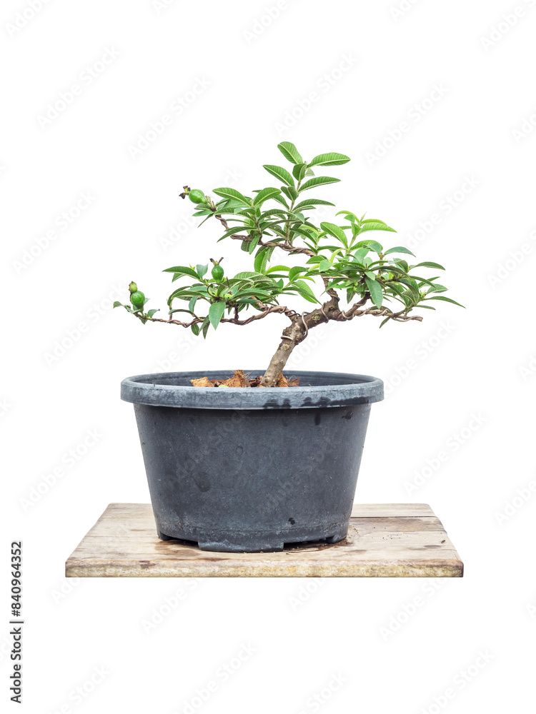 Fototapeta premium Dwarf Guava in plastic pot in process to bonsai