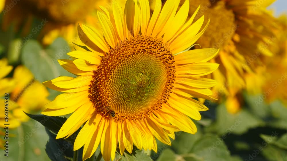 Yellow blooming flower with honey bee. Provence in France. Slow motion