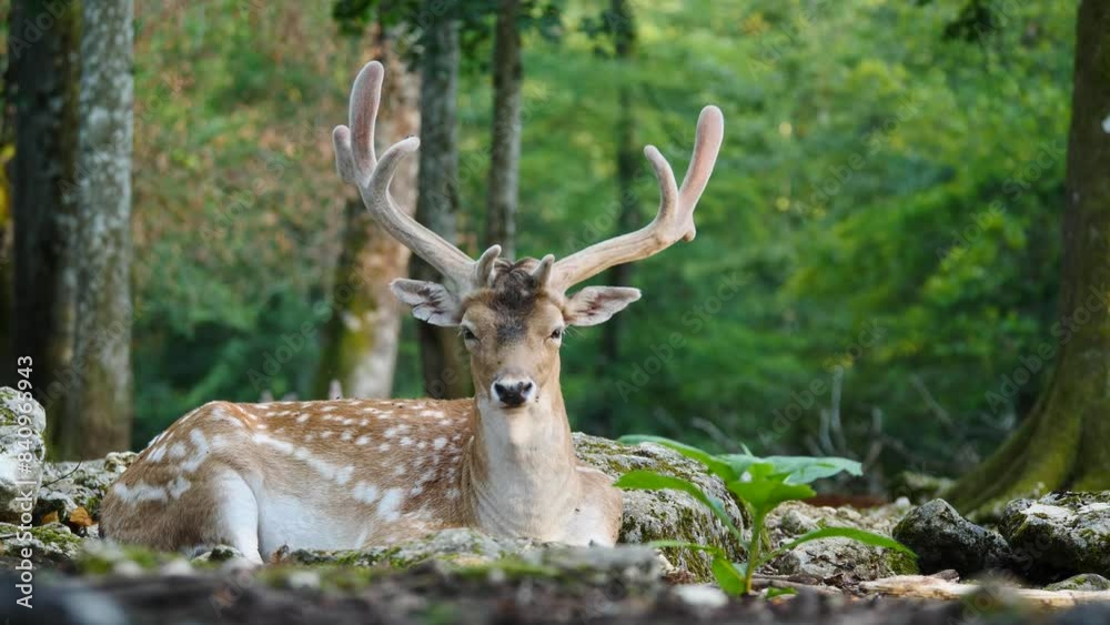 Male fallow deer, buck with antlers in natural environment. Deer Dama dama. Vision Park in Auberive region, France. Slow motion Male fallow deer, buck with antlers in natural environment. Deer Dama dama. Vision Park in Auberive region, France. Slow motion