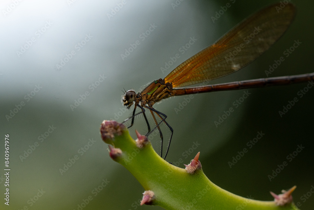 Dragonfly in the Amazon rainforest Dragonfly in the Amazon rainforest