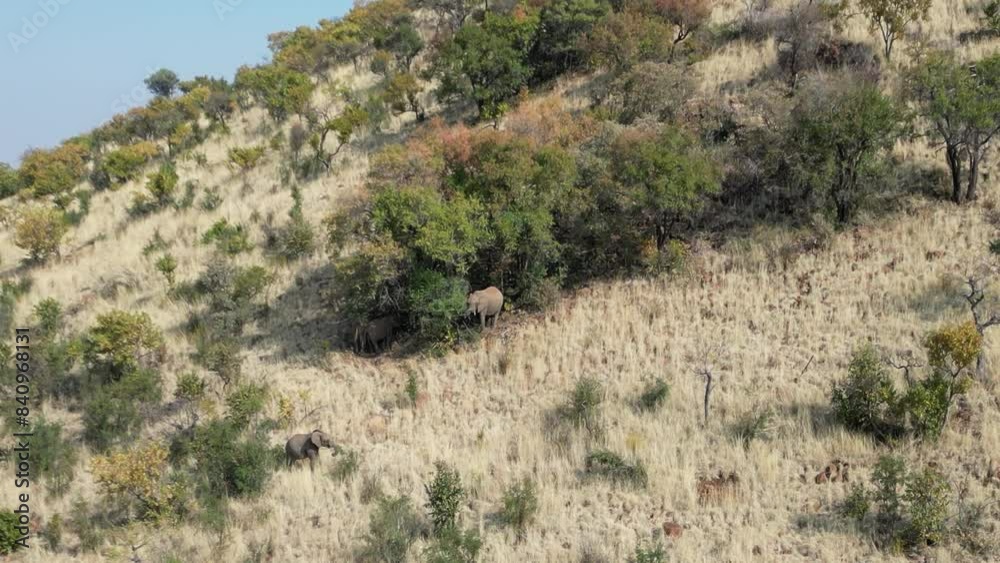 Wild Elephants At Rustenburg In North West South Africa. African Animals Landscape. Pilanesberg National Park. Rustenburg At North West South Africa. Big Five Animals. Wildlife Safari. Wild Elephants At Rustenburg In North West South Africa. African Animals Landscape. Pilanesberg National Park. Rustenburg At North West South Africa. Big Five Animals. Wildlife Safari.