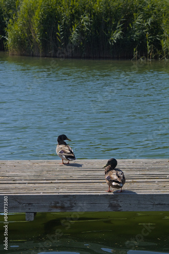 Pareja de patos ánade reales tomando el sol en un muelle