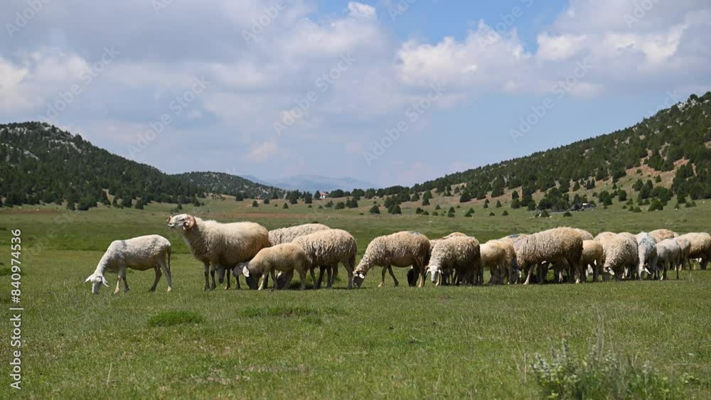 Flock of sheep feeding on green grass in the pasture. Cloudy sky, mountains with juniper trees. Flock of sheep feeding on green grass in the pasture. Cloudy sky, mountains with juniper trees.