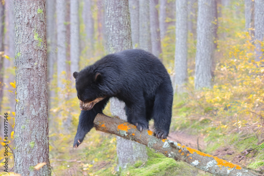 Fototapeta premium Spectacled bear (Tremarctos ornatus) picture special to fine art