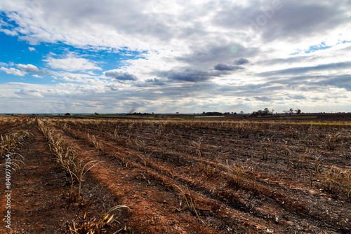 Cana-de-açúcar queimada, plantação em chamas, queimada agrícola, fogo na lavoura, cinzas de cana-de-açúcar, destruição por fogo, queimada controlada, incêndio rural, fumaça de queimada photo