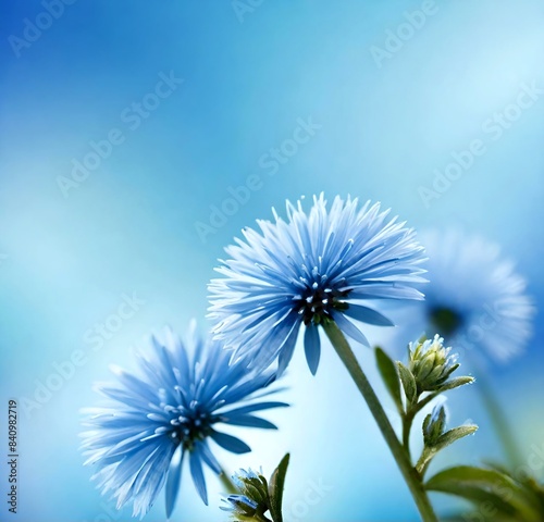 dandelion against blue sky  nature  plant  seed  blue  summer  white  spring  wind  flora  green  fluffy  flowers  macro  clouds  stem  light