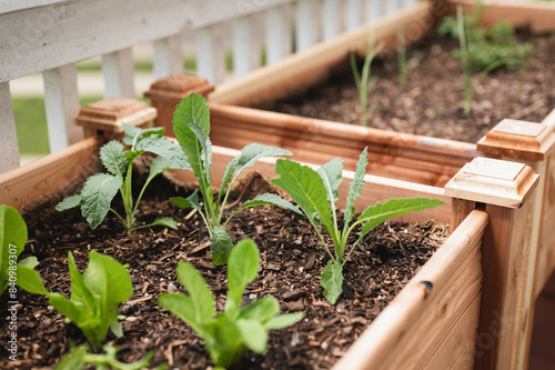 Variety of small garden plants in soil in an elevated garden bed on a deck, Urban gardening concept