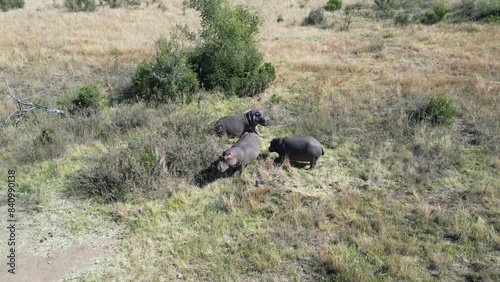 Wild Hippopotamus At Rustenburg In North West South Africa. African Animals Landscape. Pilanesberg National Park. Rustenburg At North West South Africa. Big Five Animals. Wildlife Safari.