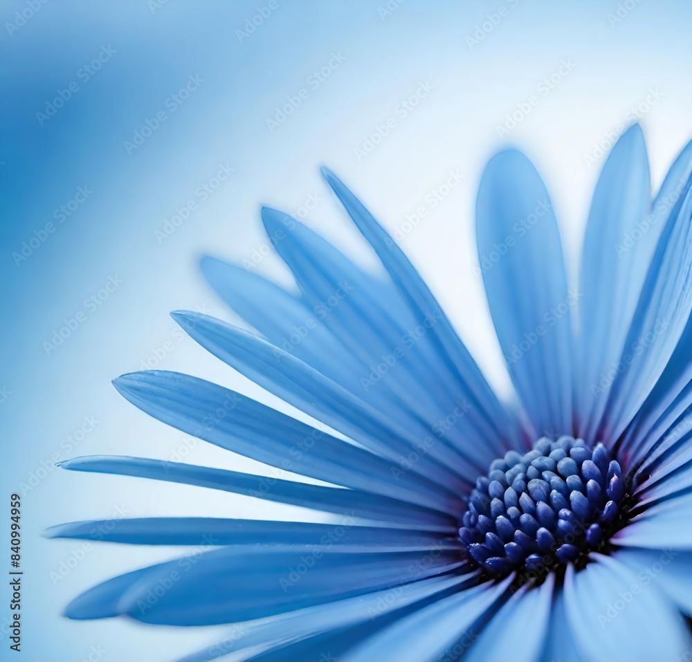 Obraz premium daisy on blue, white, chamomile, summer, camomile, beauty, isolated, yellow, spring, blue, blossom, petal, sky, flora, macro