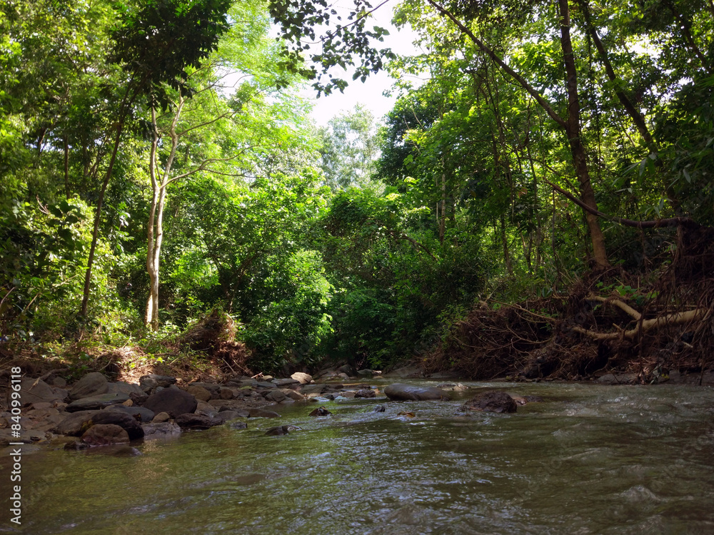 River Flowing through a Dense Forest River Flowing through a Dense Forest