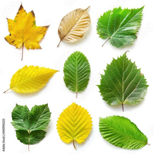 green autumn leaves isolated on white background 