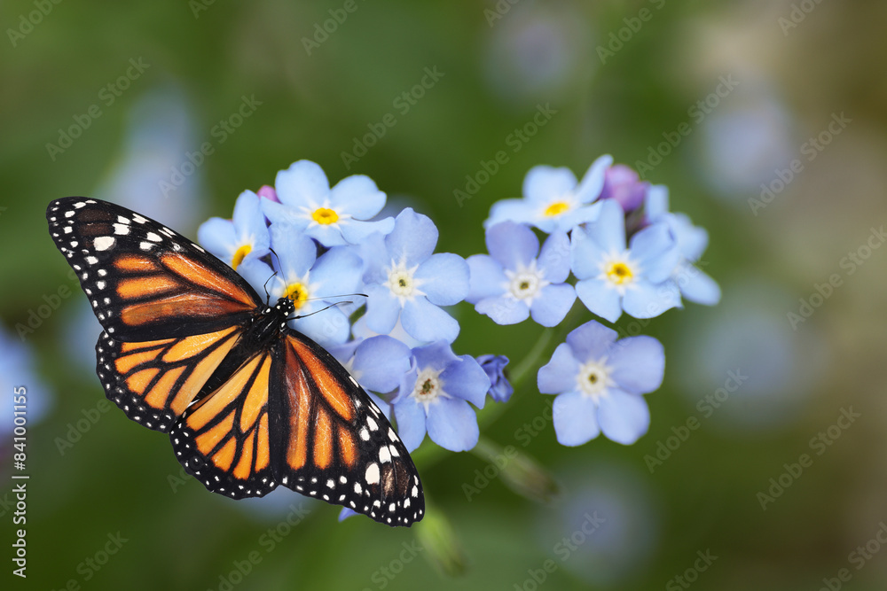 Beautiful butterfly on forget-me-not flower in garden, closeup Beautiful butterfly on forget-me-not flower in garden, closeup