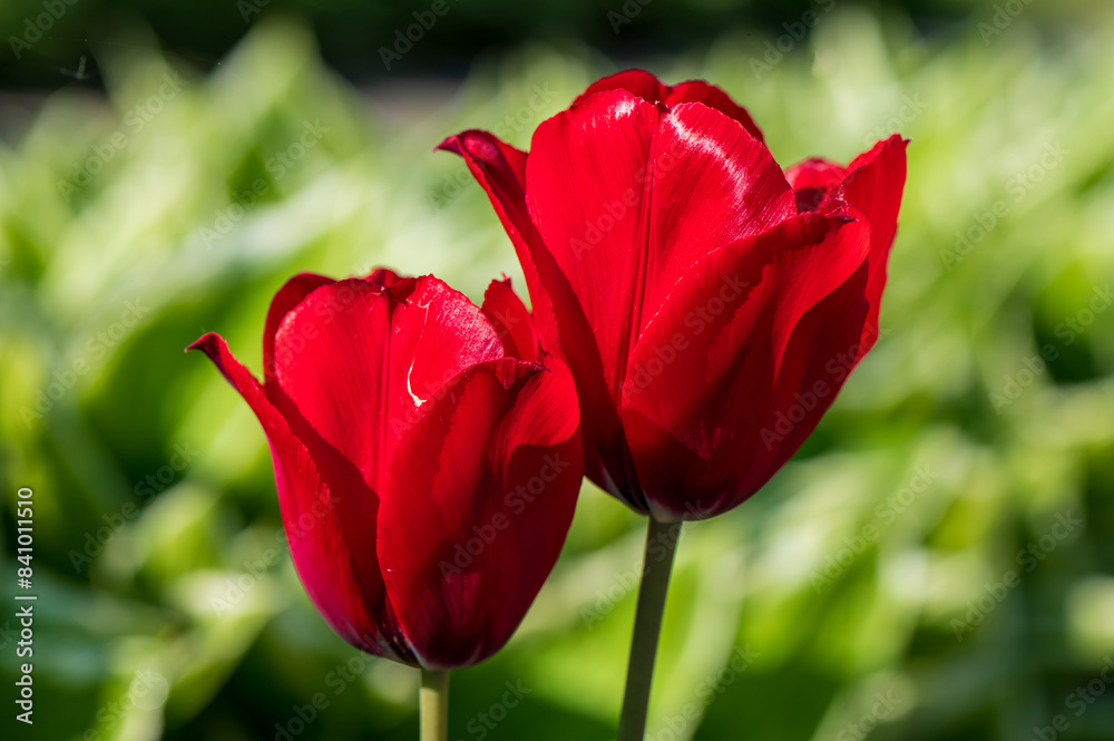 Red Tulip Pair with Blurred Background Tulipa with Copy-Space Red Tulip Pair with Blurred Background Tulipa with Copy-Space