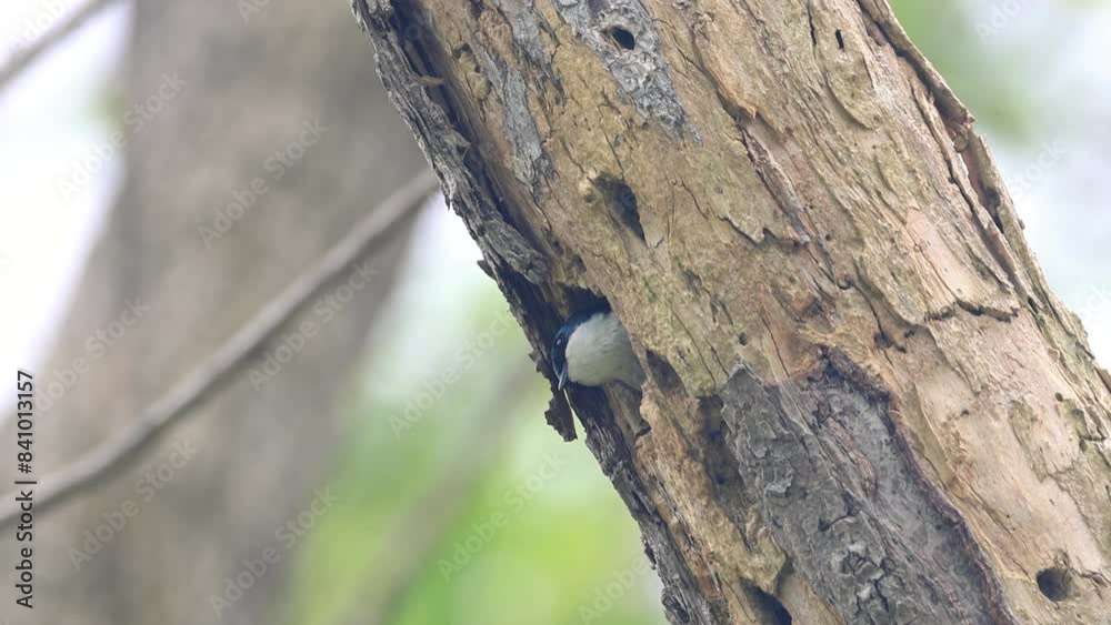 Close up view of a tree swallow bird in the nest.