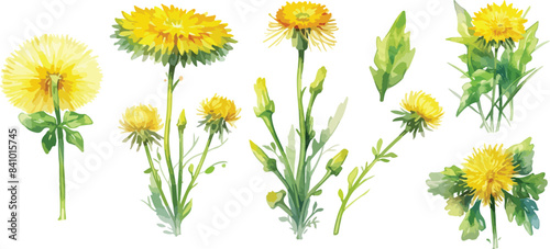 dandelion clipart vector for graphic resources	
