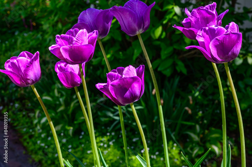 Purple Tulips bloom at the Holland Tulip Festival, in Holland, Michigan.
