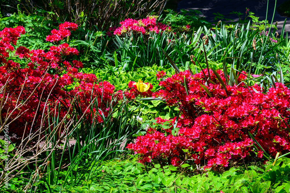 Naklejka premium Red Azaleas bloom at the Holland Tulip Festival, in Holland, Michigan.