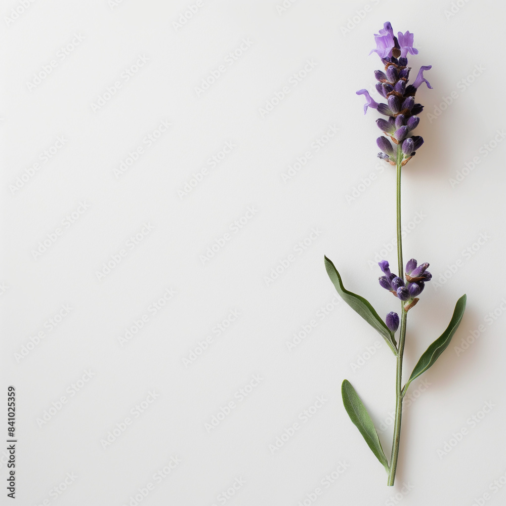 Fototapeta premium Tranquil Bloom: Lavender Black Flower for Self-Care