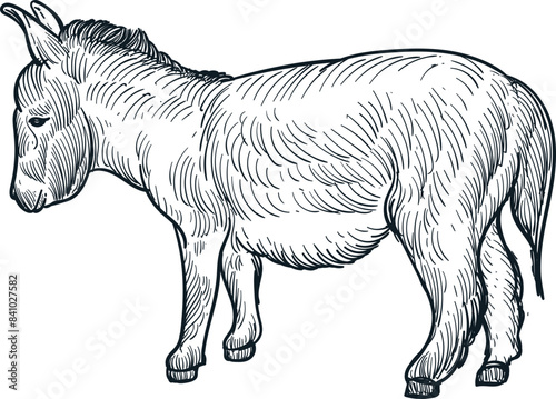 Vintage hand drawn sketch of mini donkey