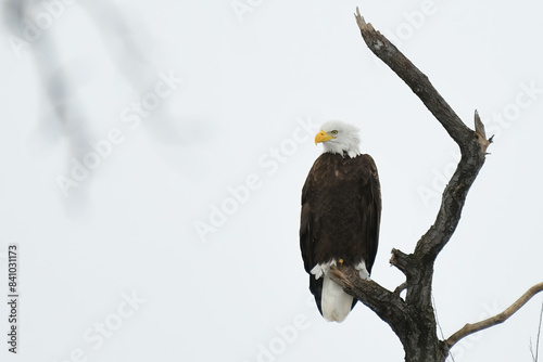 Photography American bald eagle perched on a dead tree limb with nearly white background