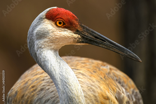 Closeup of an Eastern sandhill crane with a soft brown background. 
