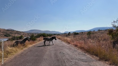 Zebras On Street At Pilanesberg National Park In North West South Africa. African Animals Landscape. Pilanesberg National Park. Pilanesberg National Park At North West South Africa. Big Five Animals. 