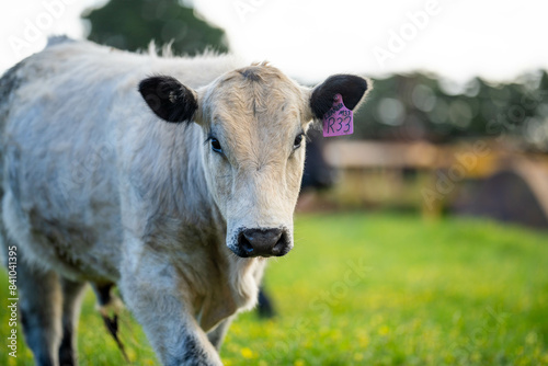 beautiful cattle in Australia eating grass, grazing on pasture. Herd of cows free range beef being regenerative raised on an agricultural farm. Sustainable farming on rolling green hills in spring