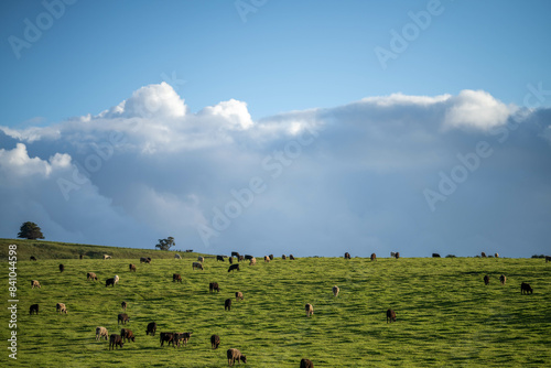 beautiful cattle in Australia  eating grass, grazing on pasture. Herd of cows free range beef being regenerative raised on an agricultural farm. Sustainable farming on rolling green hills in spring