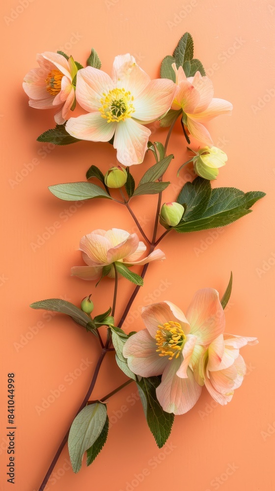 Fototapeta premium A close-up image of delicate peach blossom flowers with green leaves against a peach colored wallpaper background