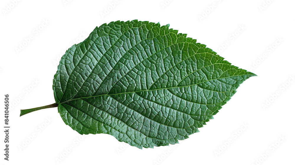 A single, vibrant green leaf with intricate veins isolated on a transparent background. A single, vibrant green leaf with intricate veins isolated on a transparent background.