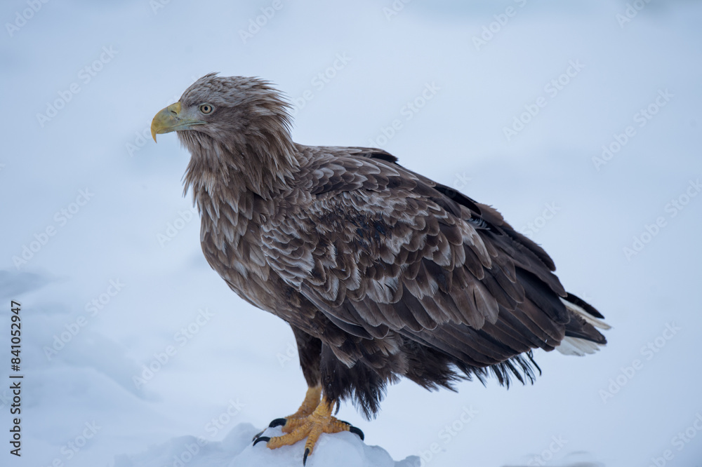 White-tailed eagle waiting for food