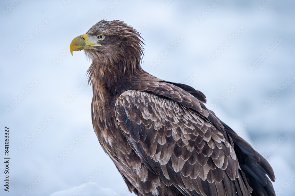 Fototapeta premium Wait for food on cold ice