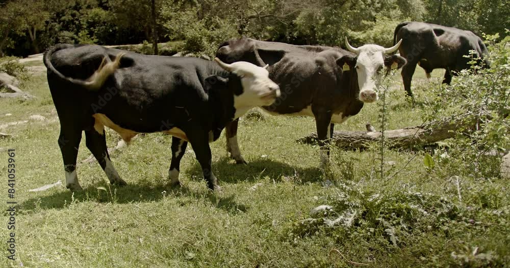 Group of cows grazing in a lush meadow under the sun, representing rural life and livestock farming. Group of cows grazing in a lush meadow under the sun, representing rural life and livestock farming.