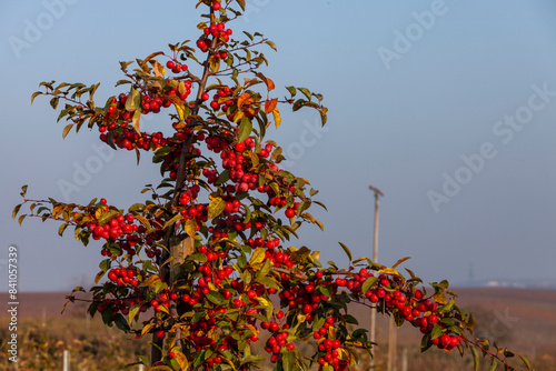 Flowering Crabapple (Malus Evereste) ornamental plant, Lauffen am Neckar, Baden-Württemberg, Germany