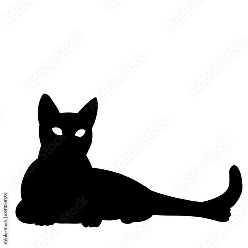 black and white cat