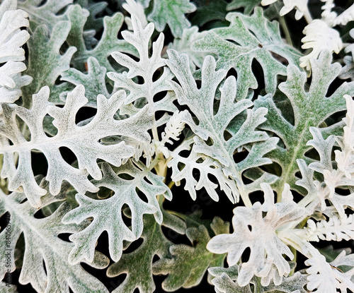 Dusty Miller, Senecio Cineraria Plant